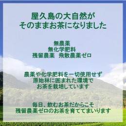 2023年 新茶 屋久島自然栽培茶「深山の露」 水出し/ 無農薬/ 無化学肥料/ 残留農薬ゼロ (100ｇ×2袋)