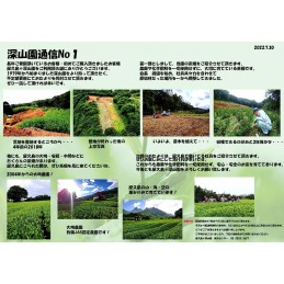 2023年 新茶 屋久島自然栽培茶「深山の露」 水出し/ 無農薬/ 無化学肥料/ 残留農薬ゼロ (100ｇ×2袋)